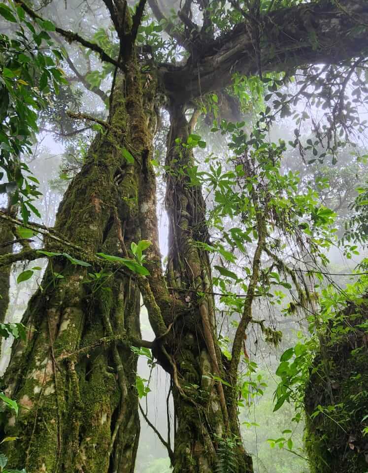 Moss-covered trees in a misty forest